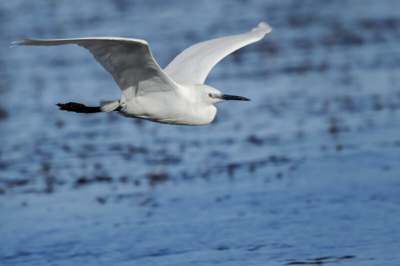 Aigrette garzette